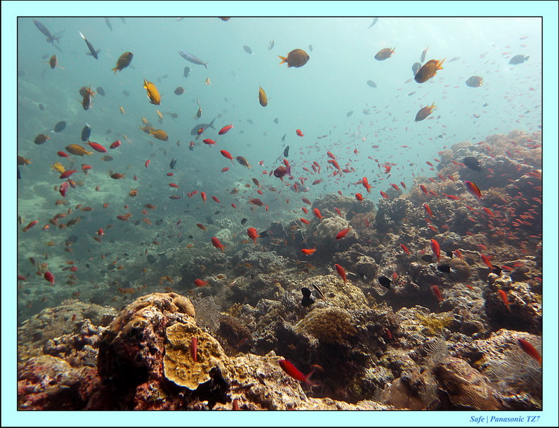2011 - 08 - Borneo - Sipadan 027